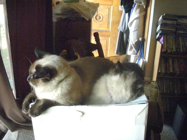 Wordless Wednesday - 2 headed cat - Jules On Romeo In The Window