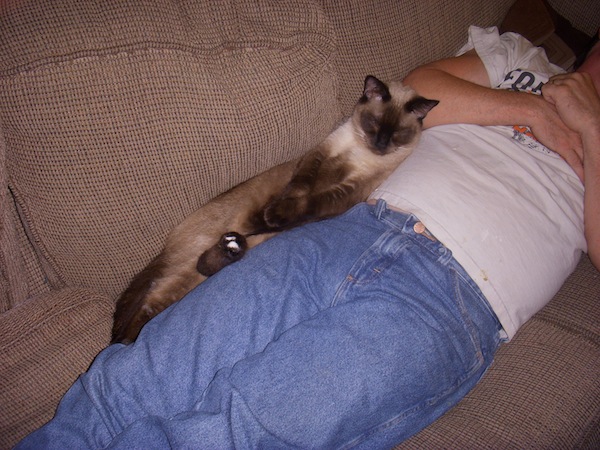 Wordless Wednesday Man And Cat Sleep Alike