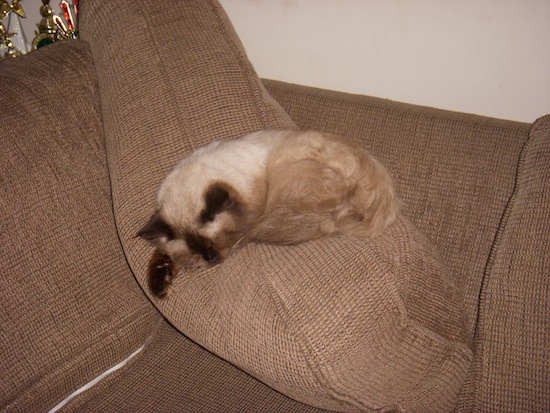 Wordless Wednesday - Romeo and the Couch Cushion