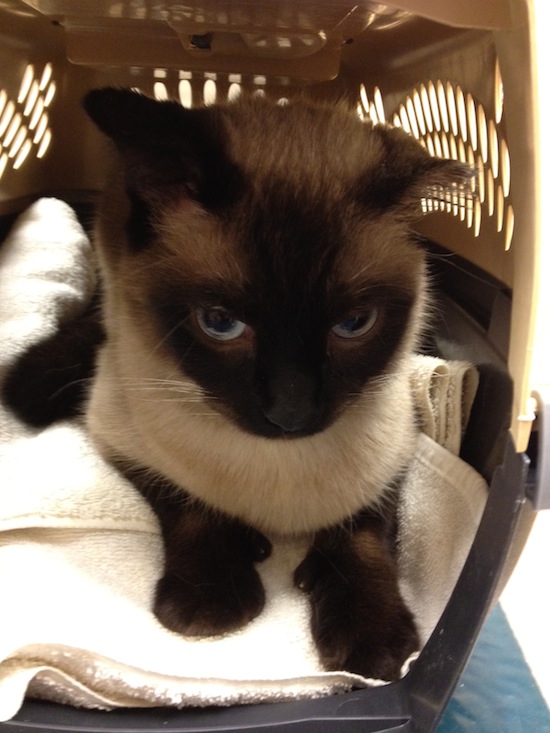 Wordless Wednesday - Jules In The Carrier Going To Vet