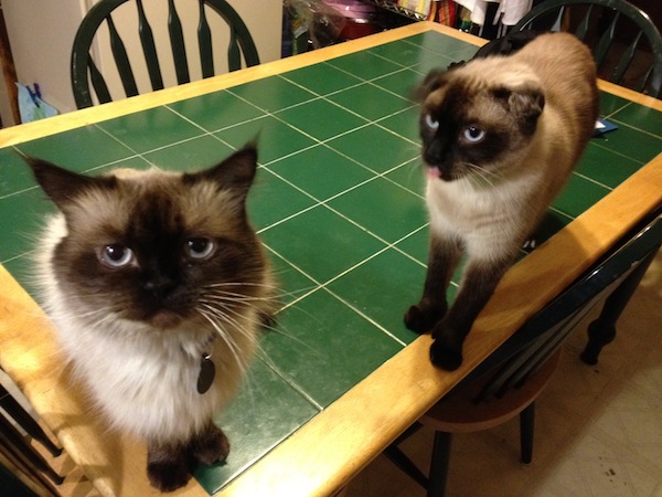 Photo A Day - Cats Before Cheese