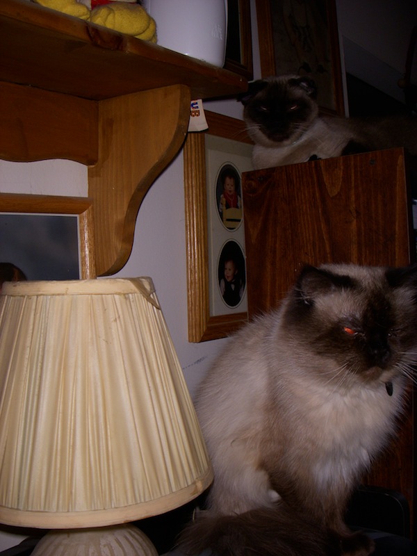 Project 365 Photo A Day – Cats On Higher Ground