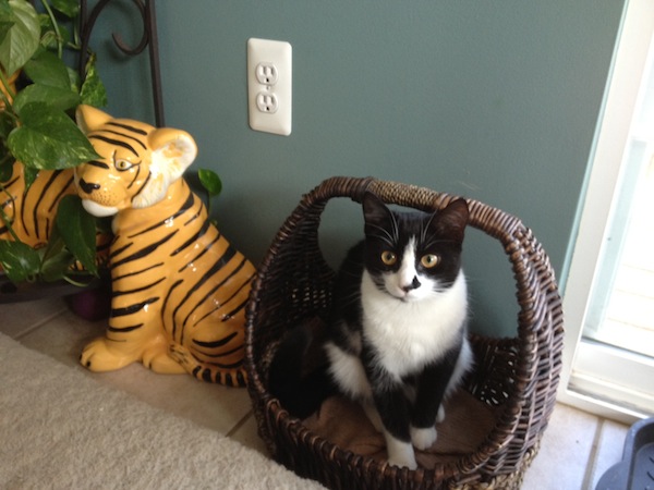 Photo A Day - Luna Blending In