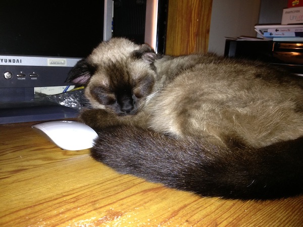 Photo A Day - Sleeping Cat With Mouse On Desk