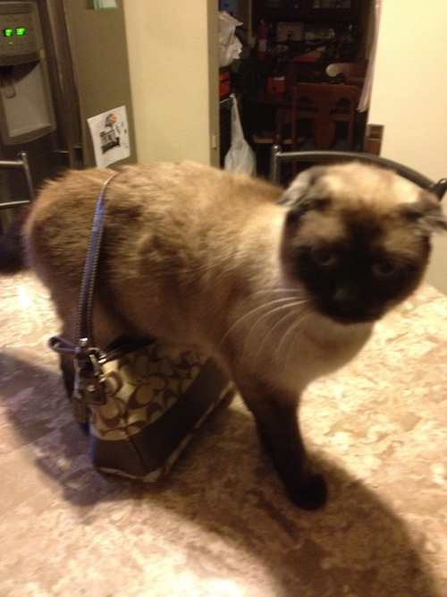 Jules Coach Purse