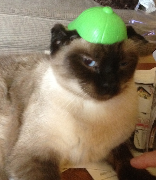 Wordless Wednesday - The Cat In Mr Potato's Hat