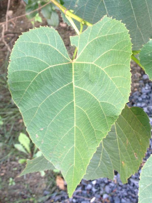 Wordless Wednesday - Heart Shaped Leaf