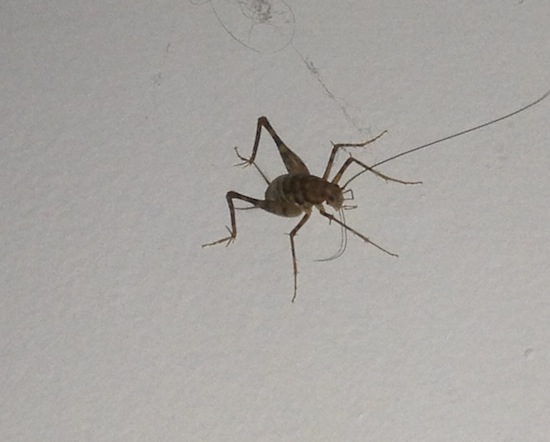 Cricket