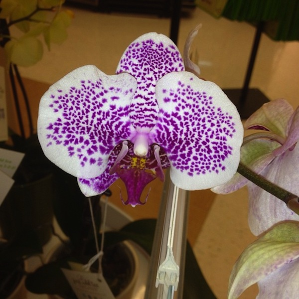 Wordless Wednesday - Pretty Orchid