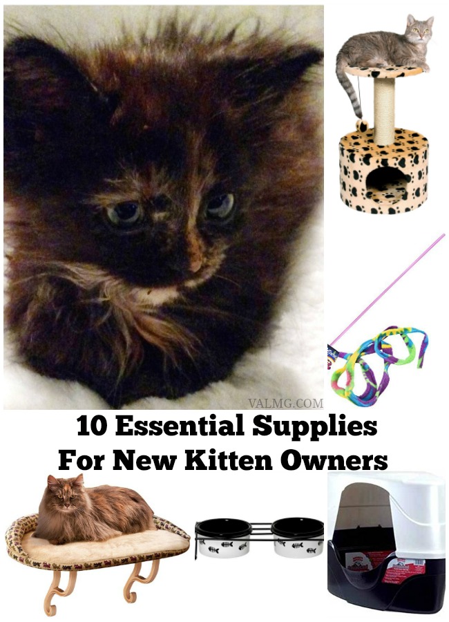 10 Essential Supplies For New Kitten Owners