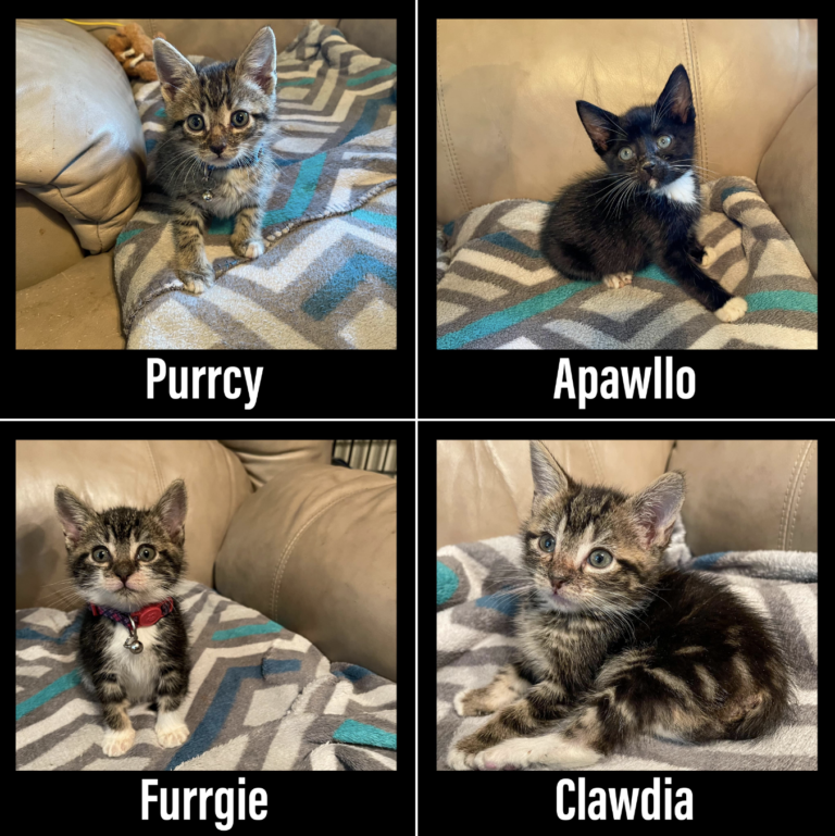New Fosters – The Punny Bunch