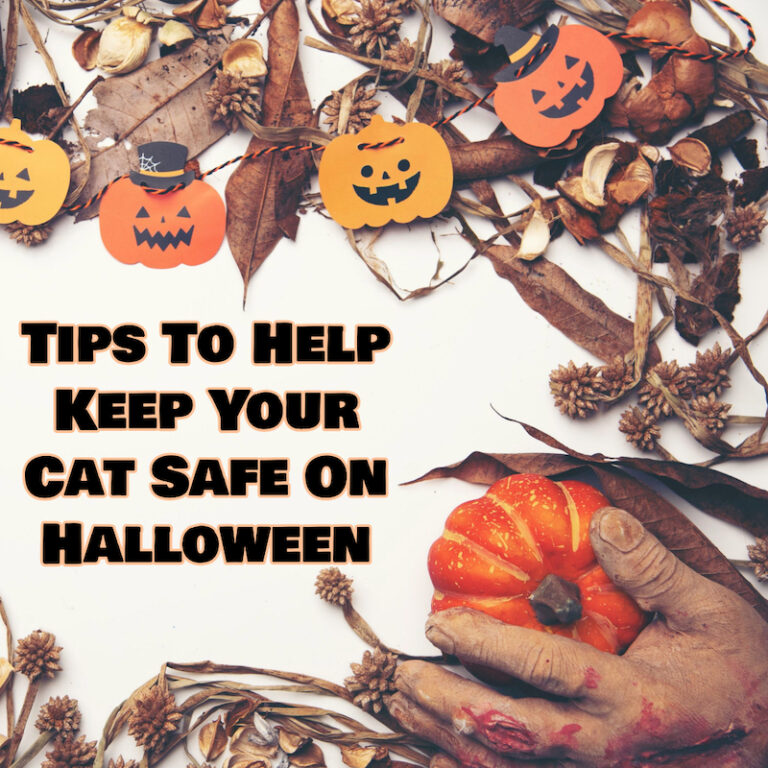 Tips To Help Keep Your Cat Safe On Halloween