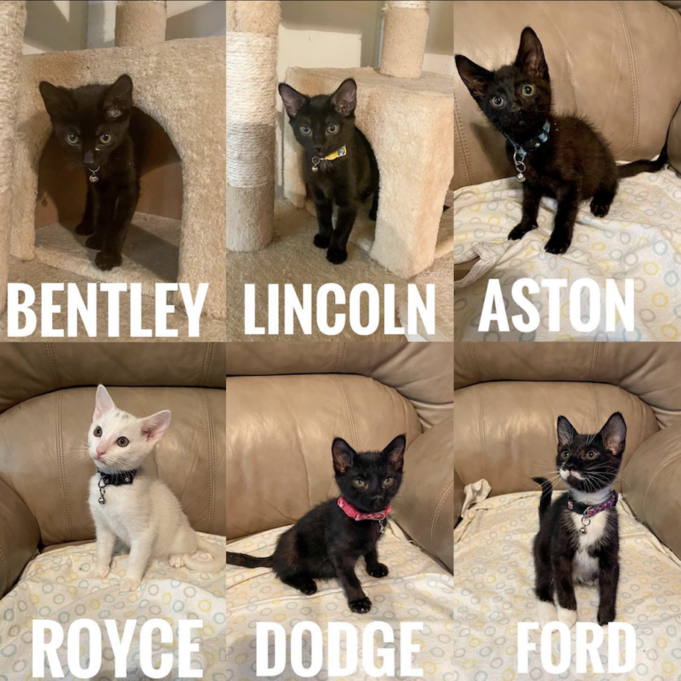 New Fosters – The Car Crew